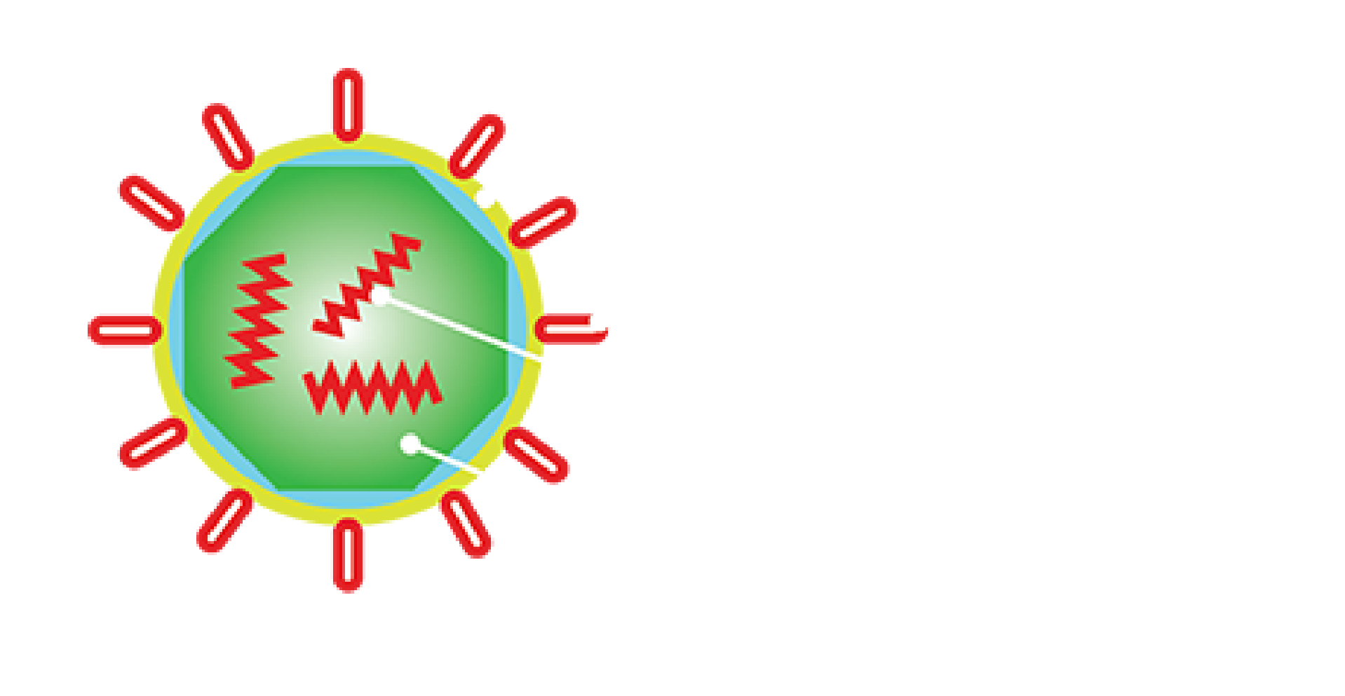 Struttura di un virus