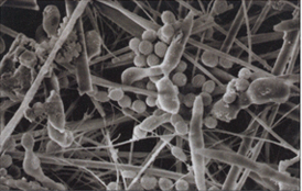 Filtro Semplice Vista al Microscopio